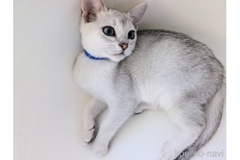 成約済の東京都のバーミラ-94975の7枚目